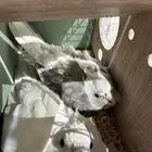 زوج كروان للبيع تحتهم 3 بيضات