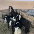 تيوس منادي طيبه