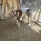 تيوس فحول مشاريع