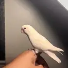 روز البينو