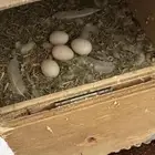 بيض روز البينو مخصب