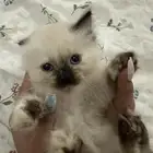 قطط لببيع اناث وذكور هملايا
