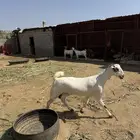 بيشبه
