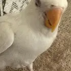 فرخ روز البينو عيون حمرا