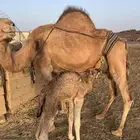 ناقه خلفه للبيع