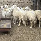 ضان اذكروا الله وصلوا على النبي العداد16 بالفحل جذعات ثنيات