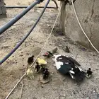 بطه مفرخه تحتها 10فروخ الصحه