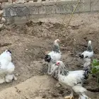دجاج براهما