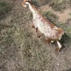تيس فل شحم