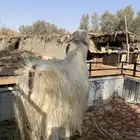 تيس فحل شرط القريع والإنتاج