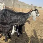 عنز عارضيه
