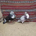 زوج نفاخ اسباني