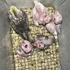 فروخ كروان متنوعه ومميزه(جملة)