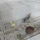 جوز كروان مع بيضه للبيع