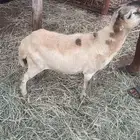 للبيع كبش