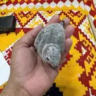 فروخ كنيور