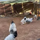 براهما كولمبي كونك