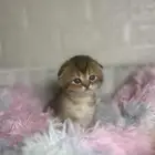 قطه صغيره سكوتش فولد بيور