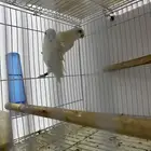 جوز روز البينو