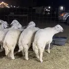 طليان حري ذبايح حري ذبائح زواج عزايم ذبايح ثلاجه