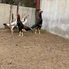 دجاج شامو ياباني