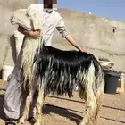 فحل