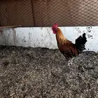 دياكه للبيع