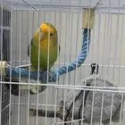 عصفور روز اليف