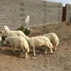 طليان حريه للبيع