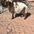 خروف نعيمي يتمم