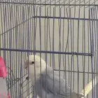 طير روز جامبو