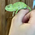 حرباء محجبه للبيع