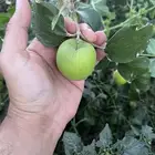 شتلات سدر تيلندي و صيني منتج