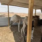 حشو تربيه