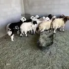 بهم خرفان