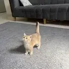 قطط سكوتش فولد قولد للبيع
