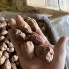 تمور فلة محصول السنة