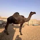 ضروبه مجهم