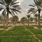 تمور من النخل مباشرة للبيع