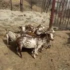 معزا دهم مرخ فواخر