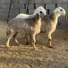 ذبايح