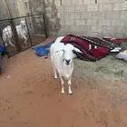شاه حريه حائل كفو