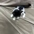 قط للتبني السريع بسبب السفر