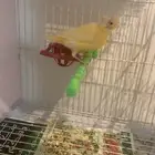 انثى كناري منتجه تحتها بيضه (تم البيع )