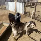 جفار