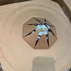 طيس تربيعة 15