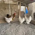 تم البيع