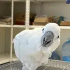 ببغاء كوكاتو اليف ويقول كلمات