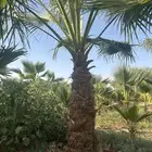 نخل للبيع للفلال والاستراحات