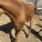 تيس مخصي
